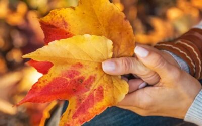 Autumn is the time to learn things digital with ClearCommunityWeb!